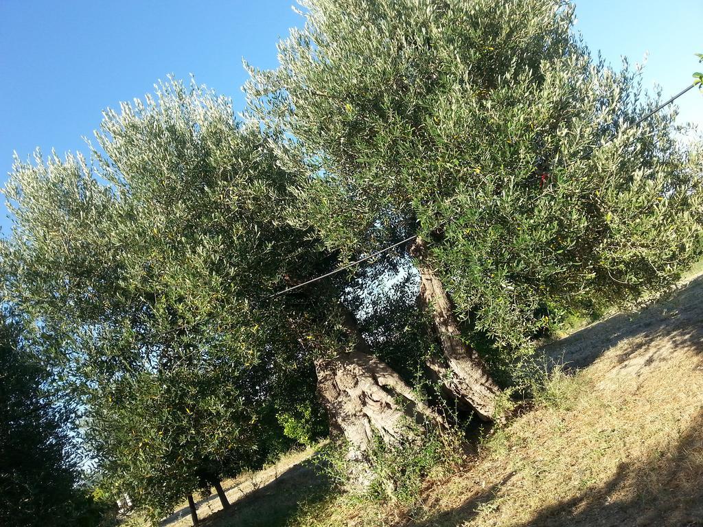 Masseria Marico Καστελανέτα Εξωτερικό φωτογραφία