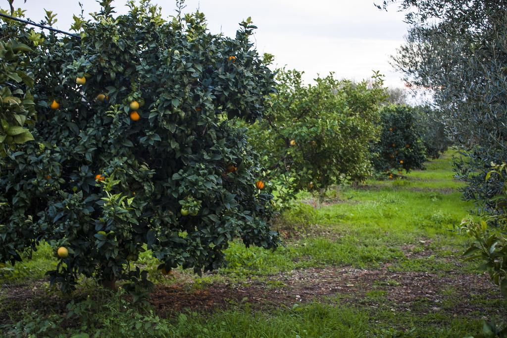 Masseria Marico Καστελανέτα Εξωτερικό φωτογραφία