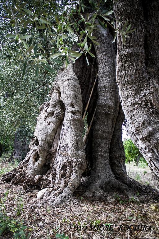 Masseria Marico Καστελανέτα Εξωτερικό φωτογραφία