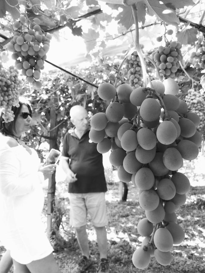 Masseria Marico Καστελανέτα Εξωτερικό φωτογραφία