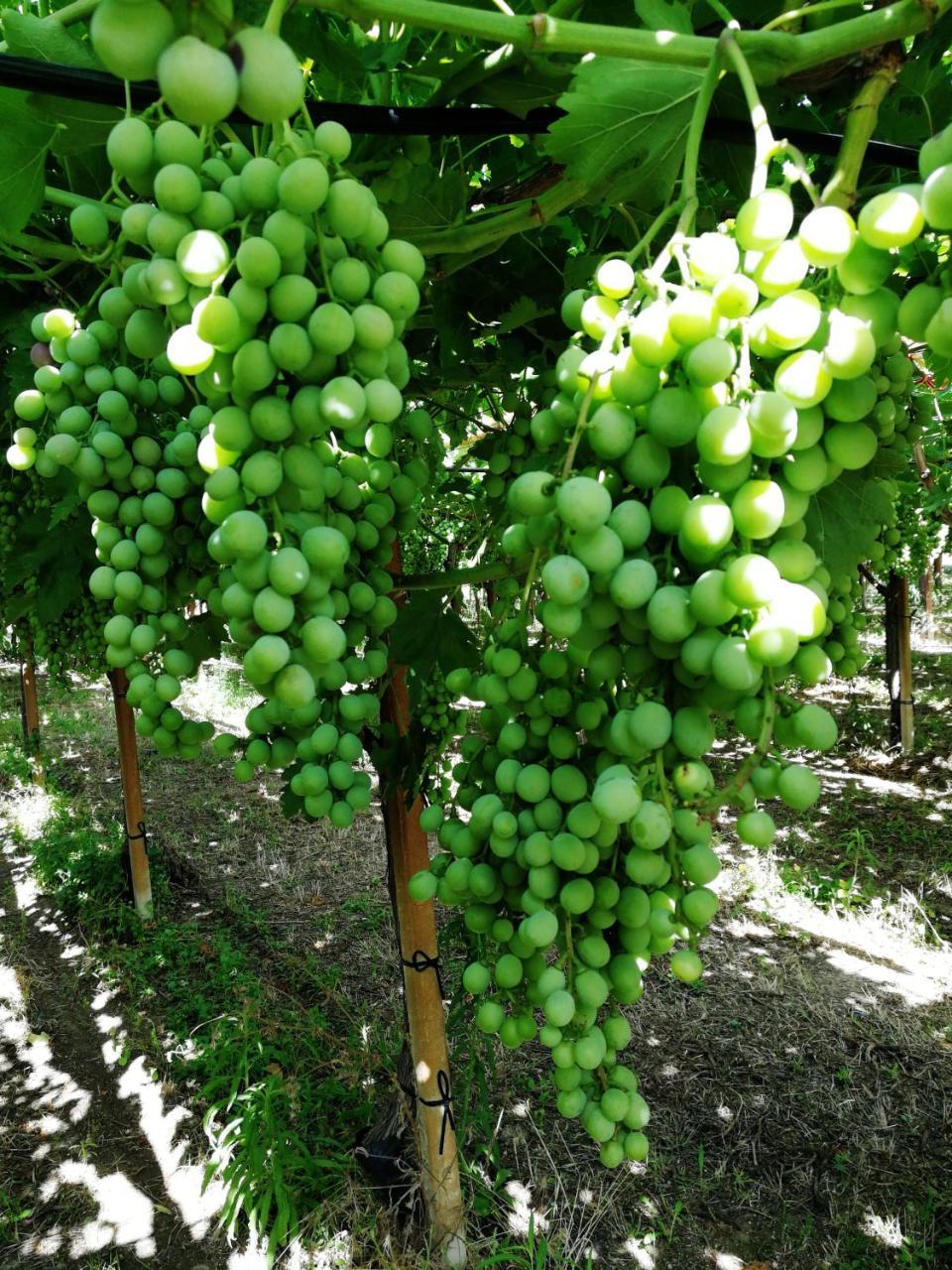 Masseria Marico Καστελανέτα Εξωτερικό φωτογραφία